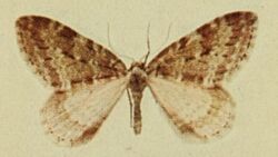 Small Autumnal Carpet Moths of the British Isles.jpg