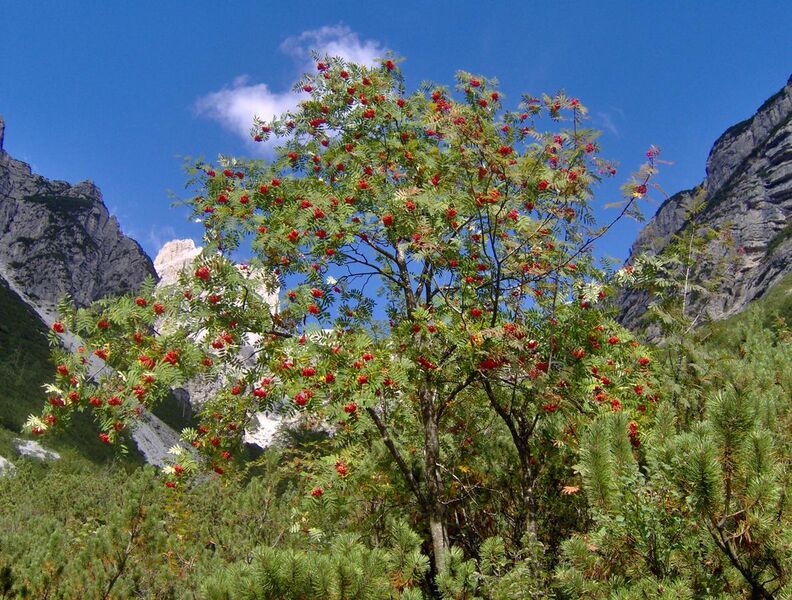 File:Sorbus-aucuparia.JPG