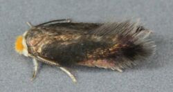 Stigmella ruficapitella, Trawscoed, North Wales, May 2011 (20360119483).jpg