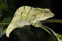 Stump-tailed chameleons Rhampholeon moyeri.jpg