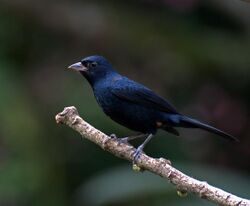 Tachyphonus coronatus -Vale do Ribeira, Sao Paulo, Registro, Brasil -male-8.jpg