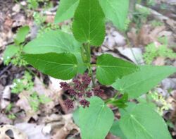 Thaspium trifoliatum.jpg