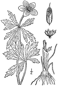 Trollius laxus BB-1913.png