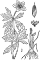 Trollius laxus BB-1913.png