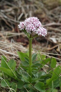 Valeriana dioica - img 17399.jpg