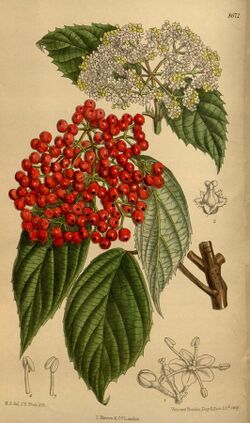 Viburnum betulifolium 142-8672.jpg