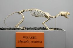 Weasel (Mustela erminea).jpg