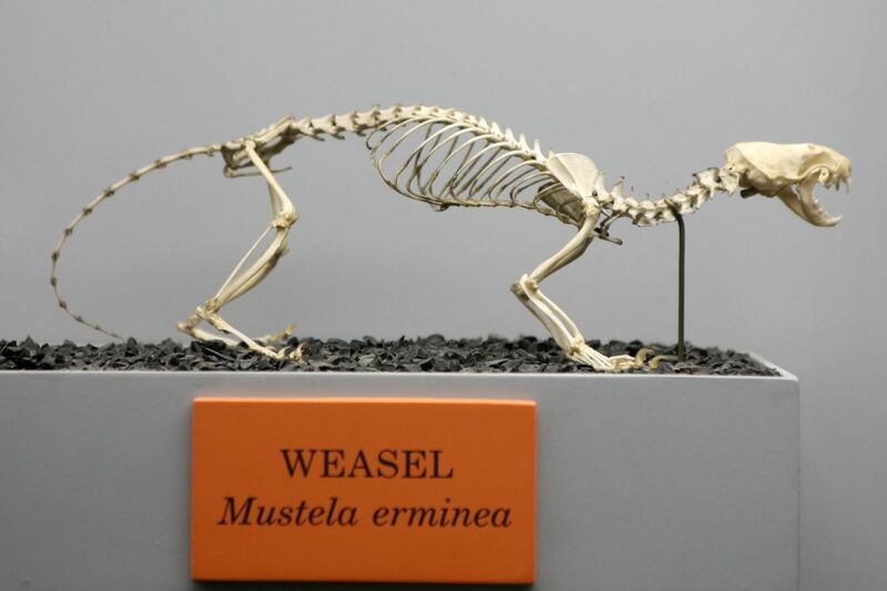 File:Weasel (Mustela erminea).jpg