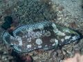 White-streaked grouper Night coloration (Epinephelus ongus) (30770597317).jpg