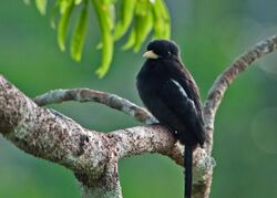 Yellow-billed Nunbird.jpg