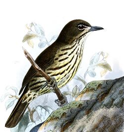 Zosterornis striatus Keulemans.jpg