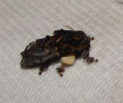 - 4677 – Phobetron pithecium – Hag (Monkey Slug) Moth (Limacodidae - Slug Caterpillar Moths).jpg