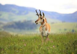 2015-06-10 Pronghorn in Yellowstone National Park, USA 7862.jpg