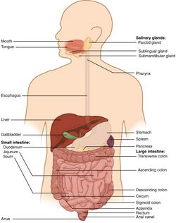 2401 Components of the Digestive System.jpg