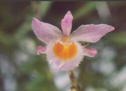 A and B Larsen orchids - Dendrobium loddigesii 959-1.jpg