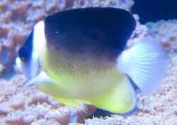 Abe's Anglefish (Centropyge abei), Waikiki Aquarium.JPG