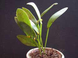 Acianthera magalhanesii 06.jpg