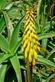 Aloe striatula 3.jpg