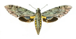 Amphonyx rivularis.png