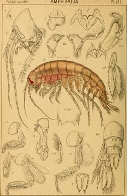 An account of the Crustacea of Norway, with short descriptions and figures of all the species (1895) (16768960792).jpg