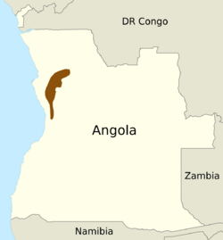 Angolan Dwarf Galago.svg