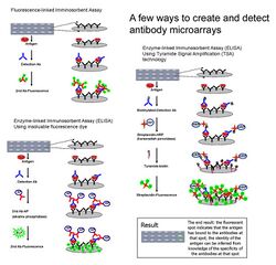 Antibody microarray scheme.jpg