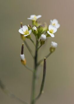 Arabidopsis thaliana kz08.jpg