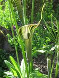 Arisaema ciliatum, RBGE 2010.jpg