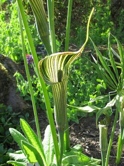 Arisaema ciliatum, RBGE 2010.jpg