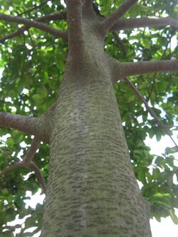 Artocarpus nitidus subsp. lingnanensis.jpg