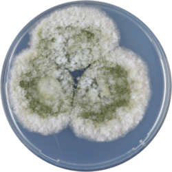 Aspergillus transmontanensis cya.png