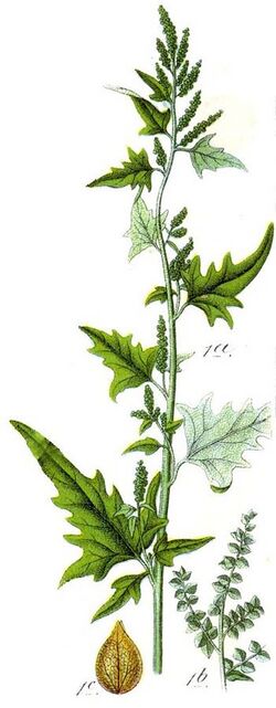 Atriplex sagittata cleaned Sturm.jpg