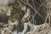 Bare-faced Ground-Dove.jpg