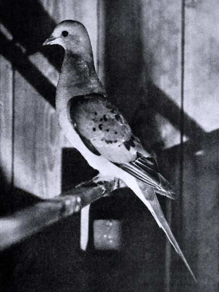 File:Bird lore (1913) (14562557107).jpg