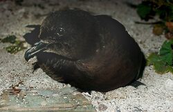 Bulwers petrel.jpg