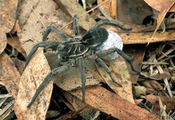 CSIRO ScienceImage 2349 A Female Godeffroys Wolf Spider with Egg Sac.jpg