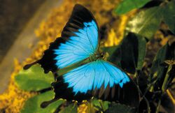 CSIRO ScienceImage 3831 Ulysses Butterfly.jpg