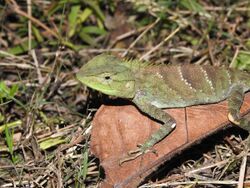 Calotes medogensis 175472644.jpg