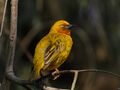 Cape Weaver (44031839504).jpg