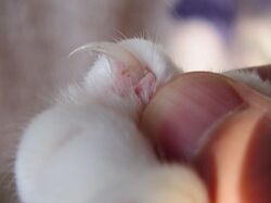 Cat claw closeup.jpg
