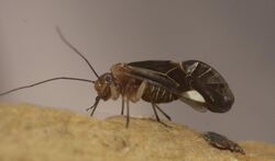 Cerastipsocus venosus P1010379a.jpg