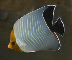 Chaetodon larvatus at Red Sea Aquarium by Hatem Moushir 1.JPG