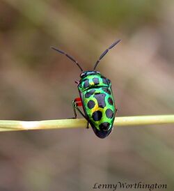 Chrysocoris pulchellus (Dallas, 1851) Pentatomoidea (16056075870).jpg