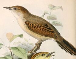 Cisticola cantans concolor 1869.jpg