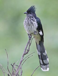 Clamator levaillantii (Levaillant's Cuckoo), crop.jpg