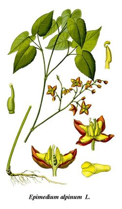 Cleaned-Illustration Epimedium alpinum.jpg