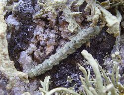 Cleorodes lichenaria chenille.jpg