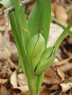 Colchicum autumnale 050505.jpg