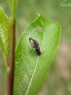 Coleophora albidella case.jpg