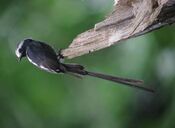 Colonia colonus Atrapamoscas rabijunco Long-tailed Tyrant (11876830773).jpg